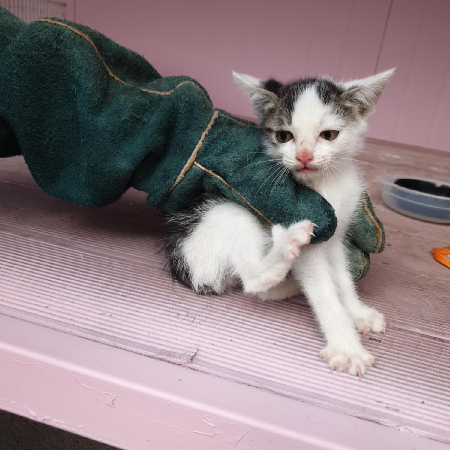 [고양이] 한국 고양이 전남-나주-2023-01085 유기동물 배경 이미지 입니다.